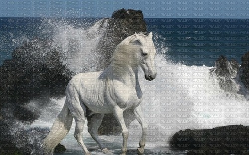 maj cheval blanc - δωρεάν png