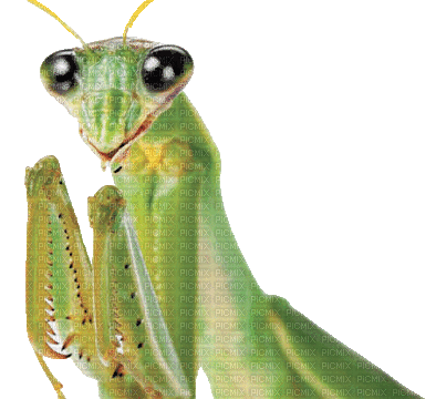 praying mantis - GIF animé gratuit
