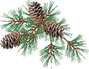 pine - Ingyenes animált GIF