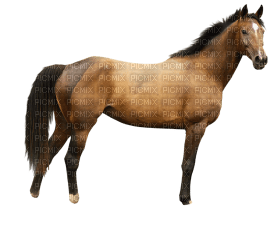 Kaz_Creations Horse - gratis png