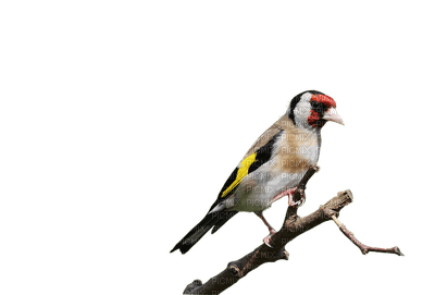 bird, lintu, luonto, nature - Free PNG