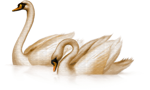 Y.A.M._Birds swans - PNG gratuit