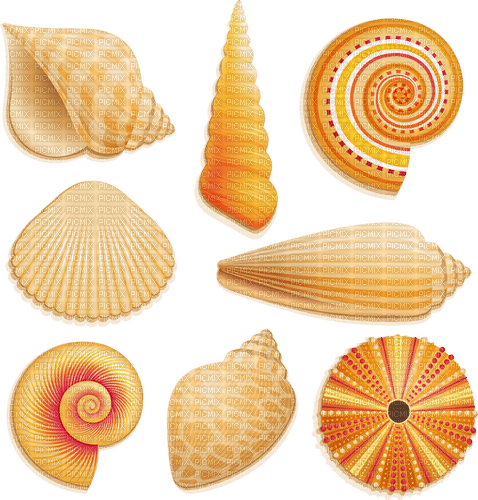 seashells Bb2 - nemokama png