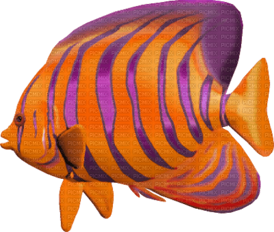tube animaux aquarium - PNG gratuit