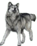 wolf - 免费动画 GIF