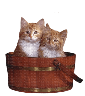 Kaz_Creations Cats Kittens Cat Kitten - png ฟรี