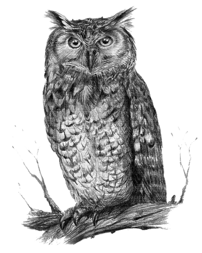 Eule, Owl - zdarma png