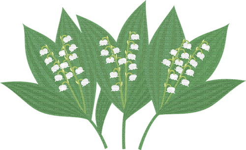 lily of the valley Bb2 - zdarma png