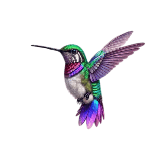 oiseau, colibri - 免费PNG
