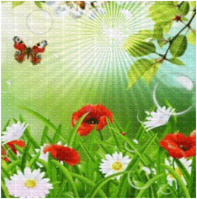 background animated flowers - Δωρεάν κινούμενο GIF