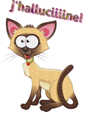 crazy cat - GIF animasi gratis