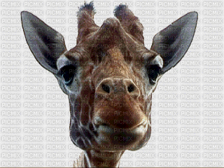 déco girafe - 無料のアニメーション GIF