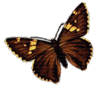 papillom,borboleta gif-l - Ingyenes animált GIF