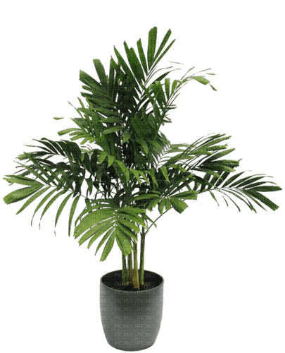 Bloemen en Planten - Free PNG