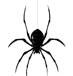 spider - Darmowy animowany GIF