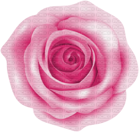 pink  roses background - darmowe png