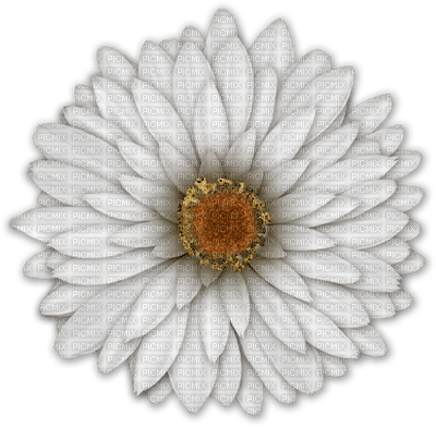 fleur/decoration - nemokama png