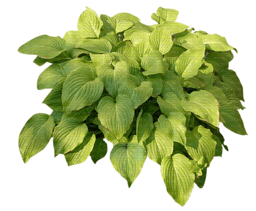 green plant sunshine3 - безплатен png