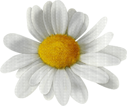 Fleur Marguerite Blanc:) - png gratis