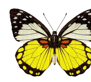 All  my butterflys - Безплатен анимиран GIF