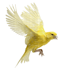 yellow bird - bezmaksas png