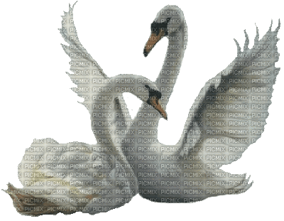 Swans - Animovaný GIF zadarmo