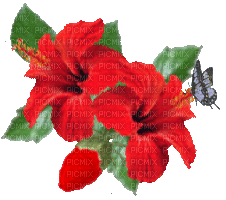 Hibiscus - Gratis geanimeerde GIF