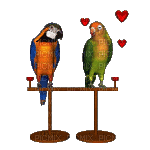 birds-parrots_NitsaPap - GIF animado gratis