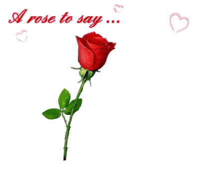 Flowers red rose bp - Ingyenes animált GIF