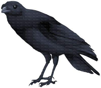 Kaz_Creations Birds Bird - nemokama png