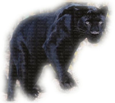 Panthere Noir - ücretsiz png