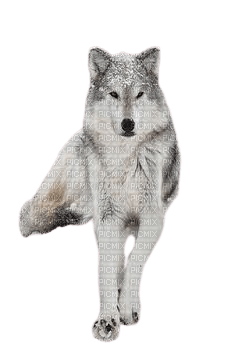 Loup assis - nemokama png