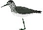 bird--Nitsa P - 無料のアニメーション GIF