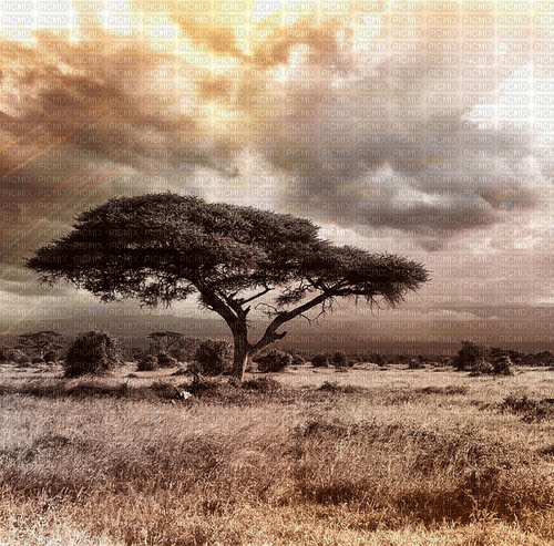 Rena Hintergrund Afrika Savanne - gratis png