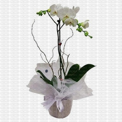 orkide - nemokama png