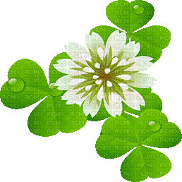 soave deco patrick animated flowers clover green - Free animated GIF