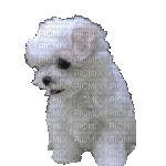 Собака - Darmowy animowany GIF