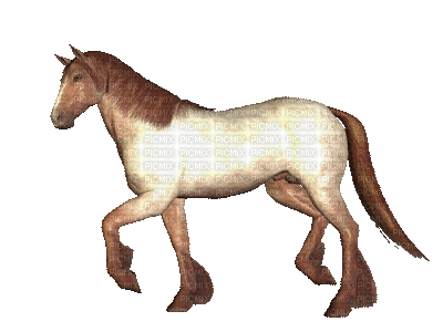 Morgan Running Horse - Animovaný GIF zadarmo