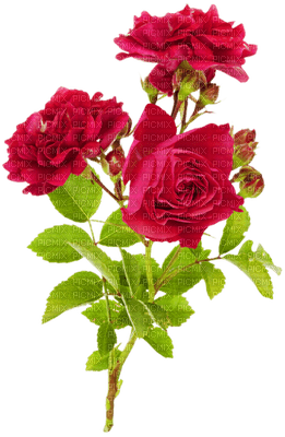 ветка розы - ingyenes png