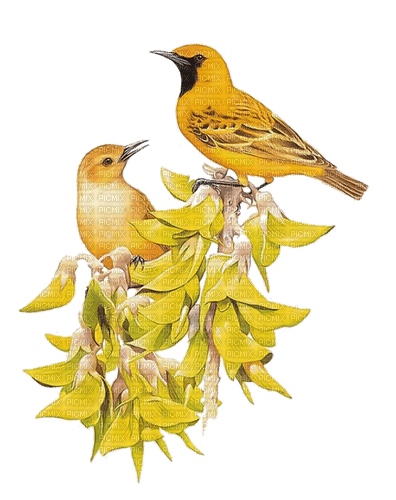 Vögel, gelb, Blumen - безплатен png