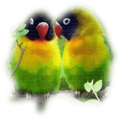 patymirabelle oiseau - бесплатно png