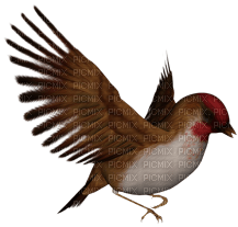 Kaz_Creations Birds Bird - бесплатно png