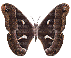 dulcineia8 borboletas - Darmowy animowany GIF