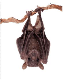 bat - Nemokamas animacinis gif