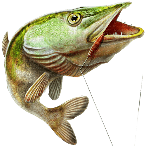 poisson - png grátis