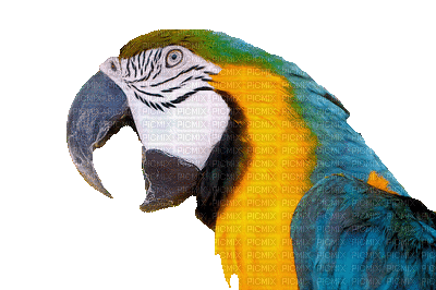 Parrot birds bp - Nemokamas animacinis gif