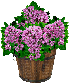 flowerpot Bb2 - PNG gratuit