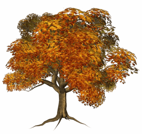 Fall Tree-RM - nemokama png