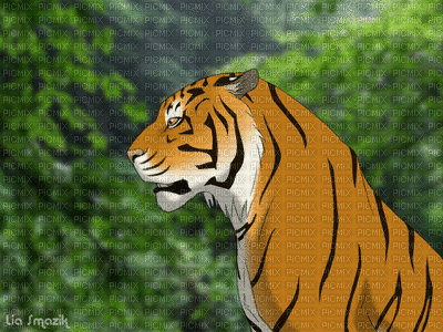 TIGER - Бесплатный анимированный гифка