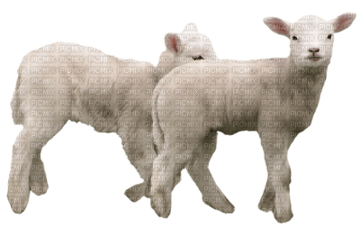 lambs - ilmainen png
